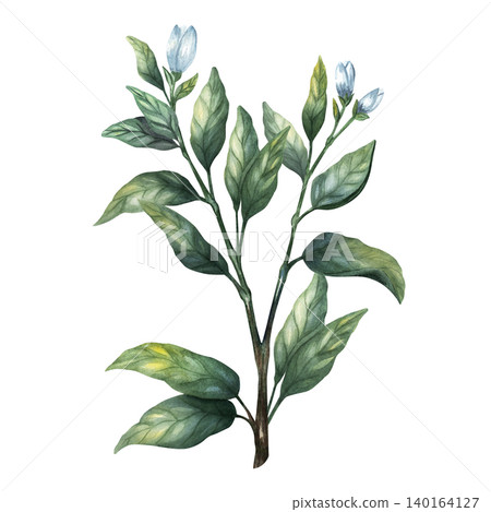 Elegant watercolor jasmine branch illustration with green leaves and white flower buds. Hand painted isolated on background Elegant watercolor jasmine branch illustration with green leaves and white flower buds. Hand painted isolated on background 140164127