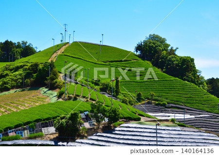 Kyoto, Wazuka Tea Village: Tea plantations in Shirasu and Ishidera Kyoto, Wazuka Tea Village: Tea plantations in Shirasu and Ishidera 140164136