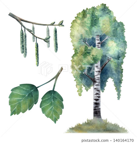 Watercolor birch tree set with leaves and catkins, hand painted botanical elements isolated on white background for autumn themes, forest design, eco branding, packaging, prints, natural compositions Watercolor birch tree set with leaves and catkins, hand painted botanical elements isolated on white background for autumn themes, forest design, eco branding, packaging, prints, natural compositions 140164170