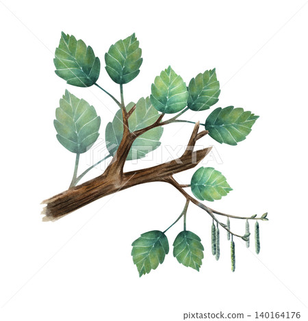 Watercolor birch branch with green leaves and catkins, hand painted botanical illustration. Ideal for nature themes, forest design, eco projects, prints, packaging and decorative compositions Watercolor birch branch with green leaves and catkins, hand painted botanical illustration. Ideal for nature themes, forest design, eco projects, prints, packaging and decorative compositions 140164176