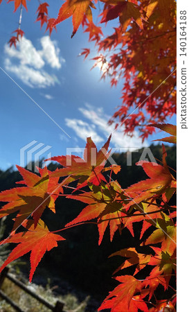 Autumn leaves scenery Autumn leaves scenery 140164188
