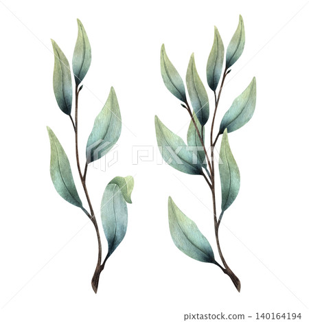 Watercolor willow branches isolated on white background. Hand painted botanical illustration with soft green tones for nature design, patterns, invitations, prints and elegant compositions Watercolor willow branches isolated on white background. Hand painted botanical illustration with soft green tones for nature design, patterns, invitations, prints and elegant compositions 140164194