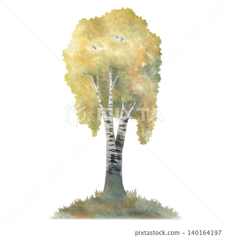 Watercolor birch tree with yellow autumn foliage, hand painted botanical illustration. Perfect for seasonal design, fall themes, forest landscapes, prints, packaging and natural decorative projects Watercolor birch tree with yellow autumn foliage, hand painted botanical illustration. Perfect for seasonal design, fall themes, forest landscapes, prints, packaging and natural decorative projects 140164197