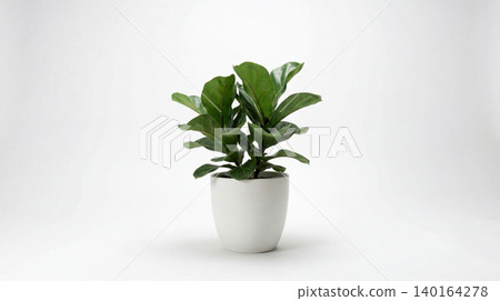 Small potted fiddle leaf fig houseplant in white ceramic planter with houseplant botanical minimalist interior decoration ornamental environment tropical plantlife Small potted fiddle leaf fig houseplant in white ceramic planter with houseplant botanical minimalist interior decoration ornamental environment tropical plantlife 140164278