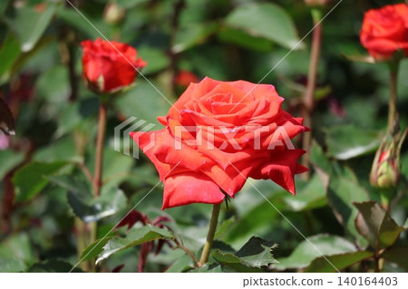 特寫鏡頭展現了一朵名為「顯赫」的玫瑰,鮮紅的花瓣在枝條頂端盛開。 特寫鏡頭展現了一朵名為「顯赫」的玫瑰,鮮紅的花瓣在枝條頂端盛開。 140164403