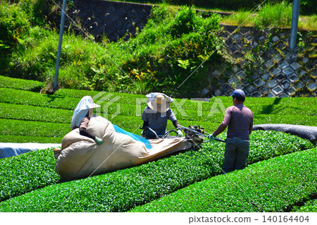 Tea plantation, harvest, Wazuka tea, Uji tea Tea plantation, harvest, Wazuka tea, Uji tea 140164404