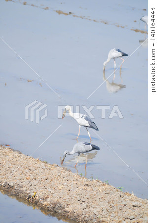 Anastomus oscitans, Asian openbill or Asian Openbill stork or Ciconia boyciana or Oriental stork or bird Anastomus oscitans, Asian openbill or Asian Openbill stork or Ciconia boyciana or Oriental stork or bird 140164443