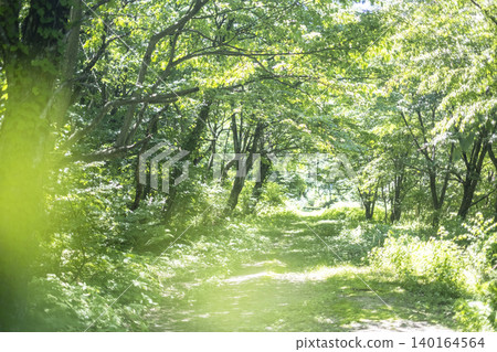 A walking trail through the lush green forest around Oyama Falls A walking trail through the lush green forest around Oyama Falls 140164564