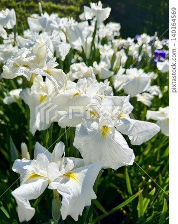 盛開的菖蒲<東公園(菖蒲花園)/愛知縣岡崎市> 盛開的菖蒲<東公園(菖蒲花園)/愛知縣岡崎市> 140164569