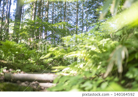 一條穿過大山瀑布周圍鬱鬱蔥蔥森林的步道 一條穿過大山瀑布周圍鬱鬱蔥蔥森林的步道 140164592