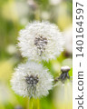 Dandelions on the field of green grass with bokeh. Stock Photo background 140164597