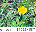Dandelion 140164637