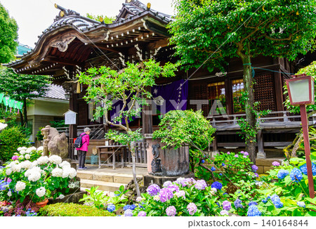 東京都文京區白山神社 - 本堂 - 文京繡球花節 東京都文京區白山神社 - 本堂 - 文京繡球花節 140164844