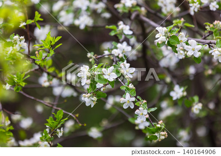 Apple tree in bloom, branches with white flowers Apple tree in bloom, branches with white flowers 140164906