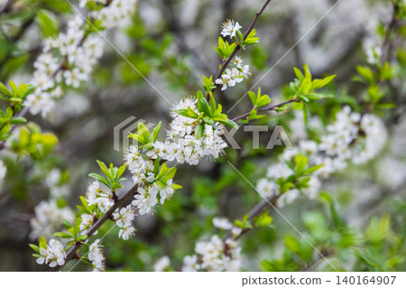 Soft spring white cherry blossoms and fresh green leaves Soft spring white cherry blossoms and fresh green leaves 140164907