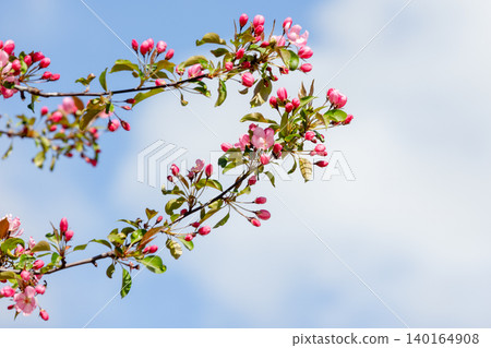 Pink cherry branches in bloom against a blue sky Pink cherry branches in bloom against a blue sky 140164908