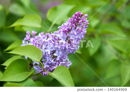 Light purple lilac flowers. Natural closeup photo Light purple lilac flowers. Natural closeup photo 140164909