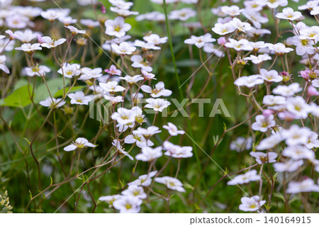 Saxifraga hypnoides white flowers, macro photography Saxifraga hypnoides white flowers, macro photography 140164915