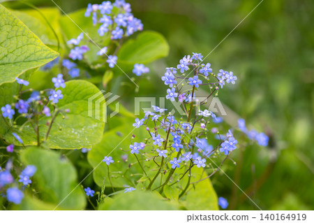 Close-up photo shot of delicate forget-me-nots blue flowers Close-up photo shot of delicate forget-me-nots blue flowers 140164919