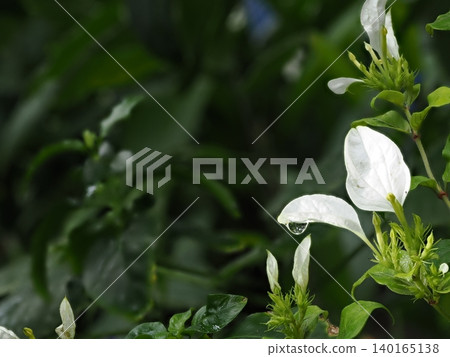 A macro photograph taken at the botanical garden in March, showing beautiful white leaves with transparent droplets hanging from their tips. 140165138