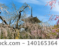 The weeping cherry tree at Josenji Temple in Gokase Town 140165364