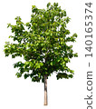 isolated tree on white background 140165374