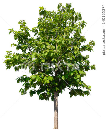 isolated tree on white background isolated tree on white background 140165374