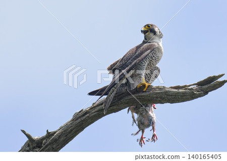 A peregrine falcon parent brings prey to call its chicks. 140165405