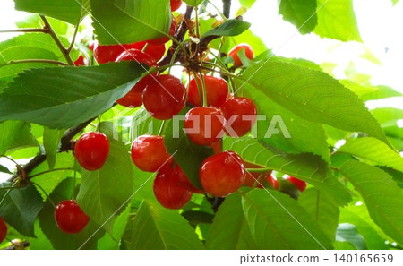Cherry picking (picking cherries from trees) Cherry picking (picking cherries from trees) 140165659