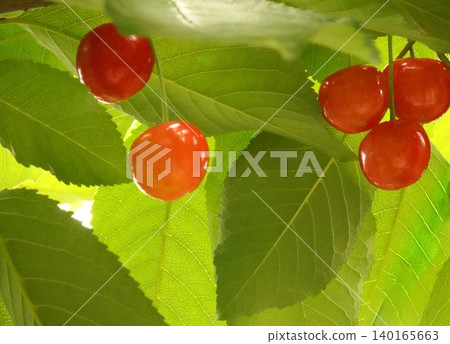 Cherry picking (picking cherries from trees) Cherry picking (picking cherries from trees) 140165663