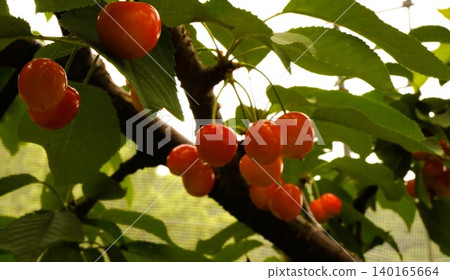 Cherry picking (picking cherries from trees) Cherry picking (picking cherries from trees) 140165664