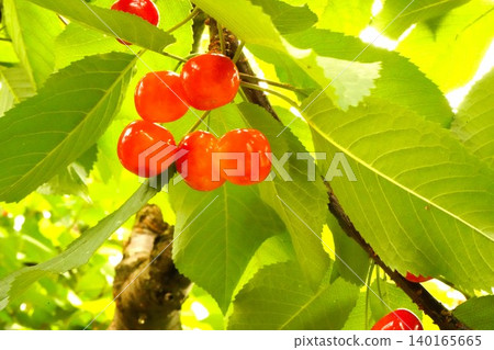 Cherry picking (picking cherries from trees) Cherry picking (picking cherries from trees) 140165665