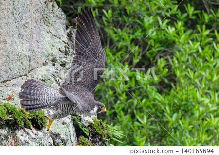 A peregrine falcon leaps out from the rocky cliffs. A peregrine falcon leaps out from the rocky cliffs. 140165694