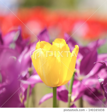 Brilliant tulip fields Brilliant tulip fields 140165838
