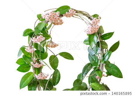 Green plant arch with white flowers Green plant arch with white flowers 140165895