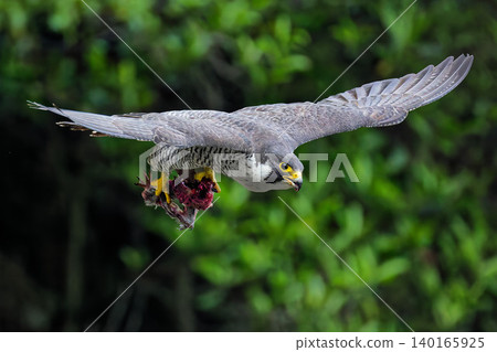 A peregrine falcon parent carries a small portion of its prey to its chick. 140165925