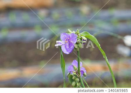 Murasakikatsukusa在雨中濕潤 Murasakikatsukusa在雨中濕潤 140165985