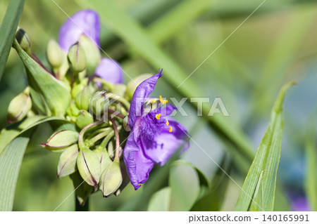 Murasaki Yukusa的花和芽 Murasaki Yukusa的花和芽 140165991