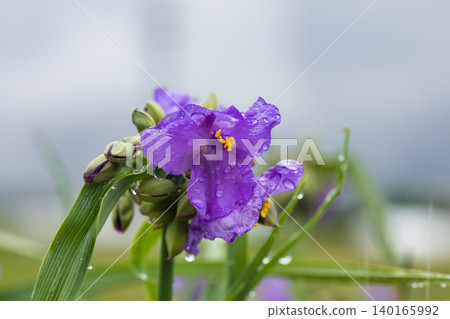 Murasakikatsukusa在雨中濕潤 Murasakikatsukusa在雨中濕潤 140165992