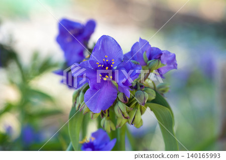 Murasaki Yukusa的花和芽 Murasaki Yukusa的花和芽 140165993