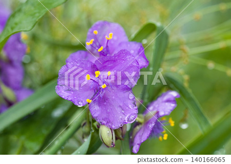 Flower of the purple spiderwort wet in the rain Flower of the purple spiderwort wet in the rain 140166065