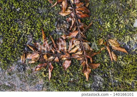 Fallen Brown Autumn Branch and Leaves on Green Moss Bed Fallen Brown Autumn Branch and Leaves on Green Moss Bed 140166101
