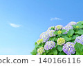Blue sky and pastel-colored hydrangeas 140166116