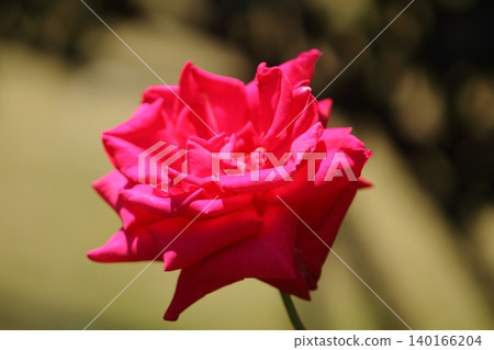 Arao City Ominous Citizen Flower Bed Rose Flower, Arao City Ominous Citizen Flower Bed Rose Flower, 140166204