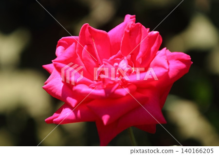Arao City Ominous Citizen Flower Bed Rose Flower, Arao City Ominous Citizen Flower Bed Rose Flower, 140166205