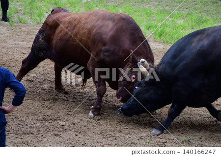 Bullfighting, Yamakoshi Bullfighting, Yamakoshi 140166247