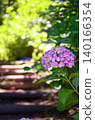 Hydrangea (hydrangea) 140166354
