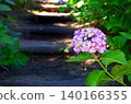 Hydrangea (hydrangea) 140166355