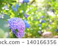 Hydrangea (hydrangea) 140166356