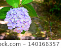 Hydrangea (hydrangea) 140166357